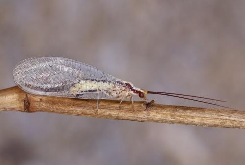 Italochrysa italica